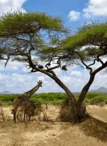 Giraffe seen on an Africa Kenya Safaris safari tour to Tsavo West National Park in Kenya
