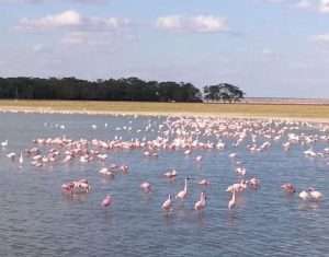 Flamingos in Lake Nakuru