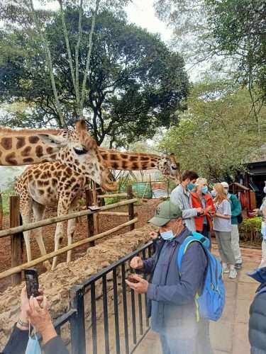 Taking pictures of giraffes at the Giraffe Centre in Nairobi