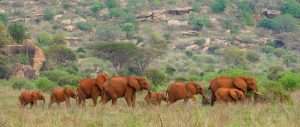 Red Elephants in Tsavo West National Park