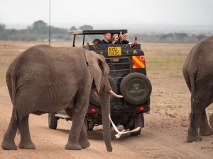 Seeing elephants on safari in Amboseli National Park