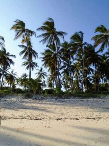 Palm trees along the coast of Bamburi Beach in Mombasa