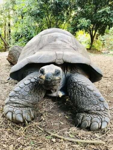 Turtle in Haller Park in Mombasa