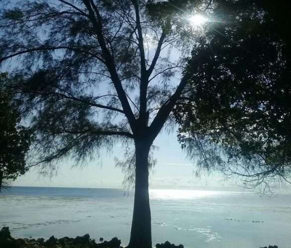 Tree on the coast of Mombasa Marine National Reserve