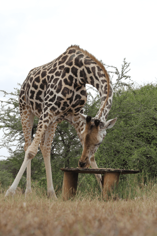 Giraffe in Nguuni Nature Sanctuary in Mombasa