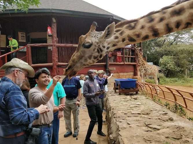 Feeding a giraffe at the Giraffe Centre in Nairobi, Kenya