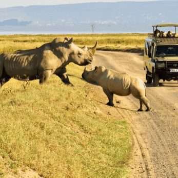 Ol pejeta conservancy