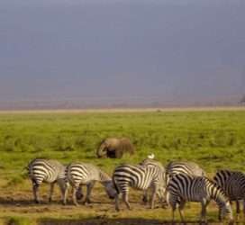 amboseli kenya 2