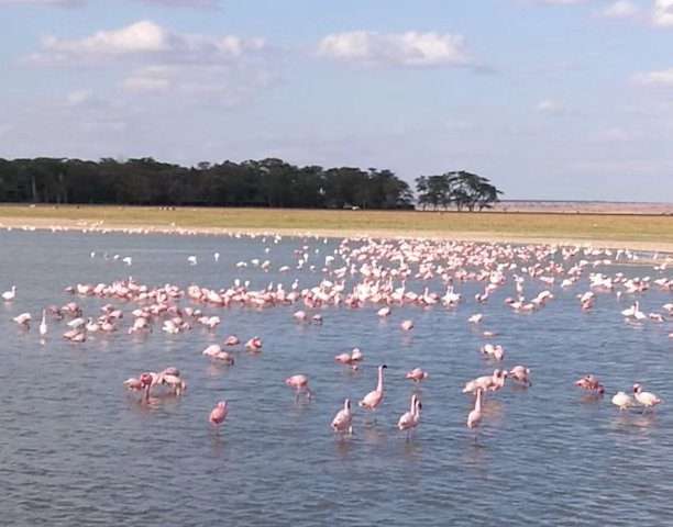 lake nakuru 1