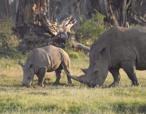 lake nakuru rhinos