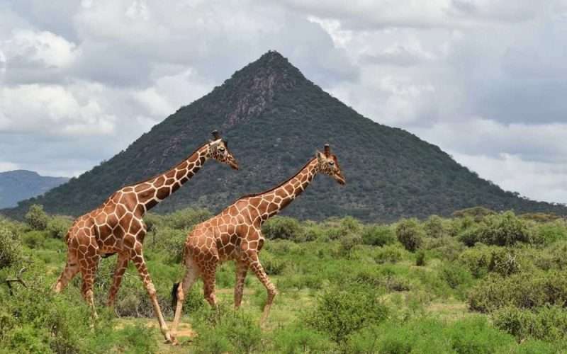 reticulated giraffes at samburu national reserve kenya