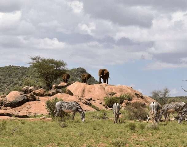 samburu national reserve kenya 3