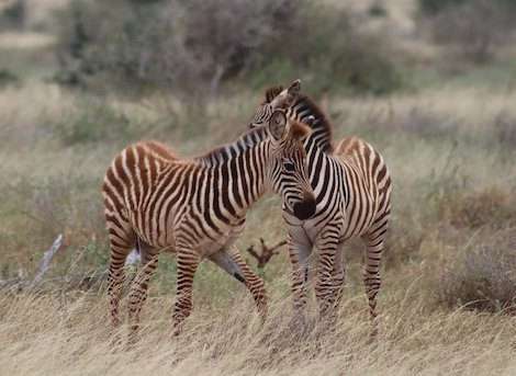 young zebras