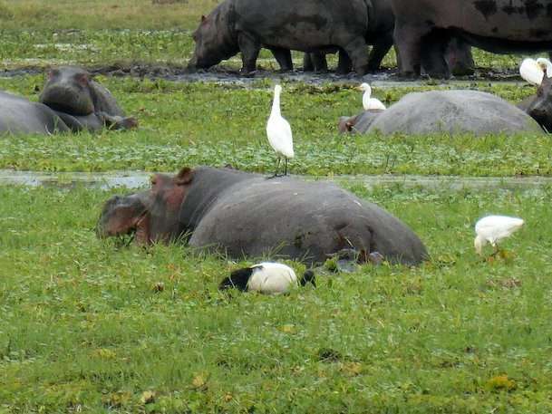 Lake Naivasha Kenya day trip