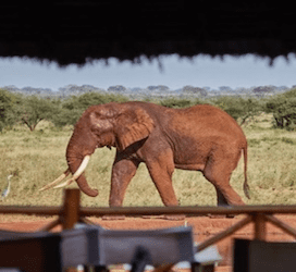 Tsavo East Comfort