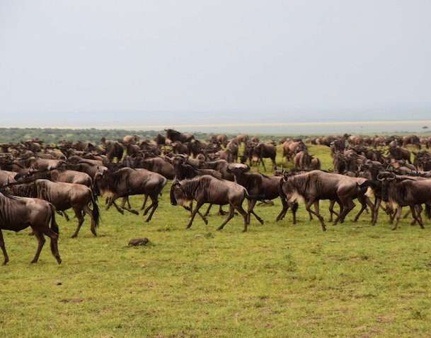 Wildebeests Masai Mara