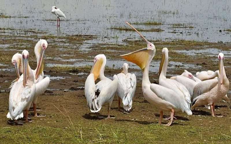 birds Lake Nakuru National Park scaled