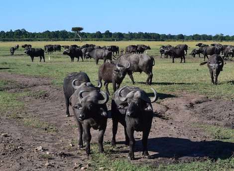 Buffalo are one of the Big Five Animals