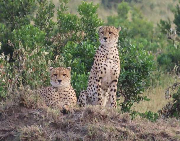masai mara 04 day tour