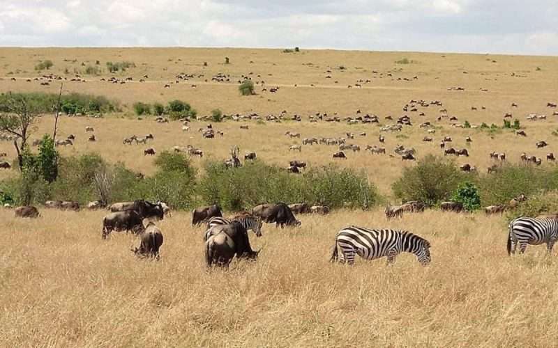 masai mara 4 day