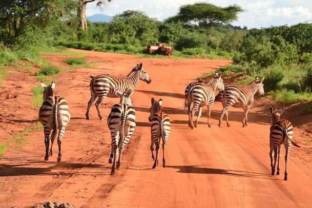 zebras on our road day trip