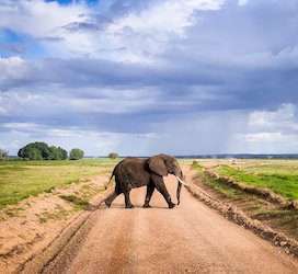 Elephant at Amboseli national Park Kenya1