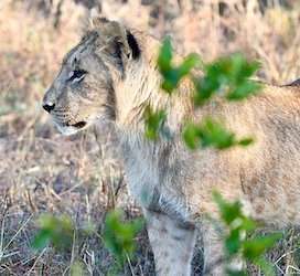 Lion at Masai Mara National Reserve Kenya 2
