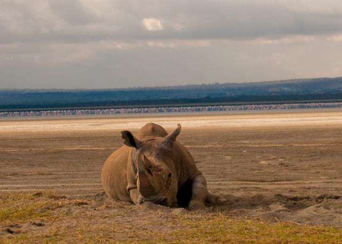 Rhino and Flamingoes at Lake Nakuru National Park2
