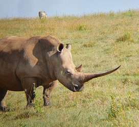 Rhino at Nairobi National Park kenya1