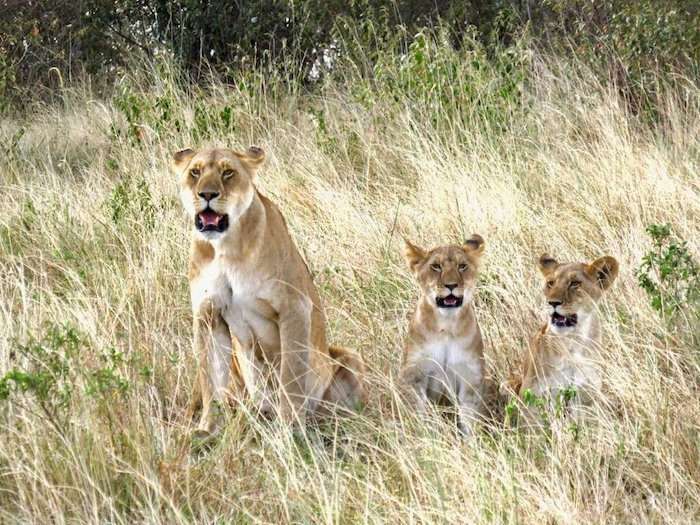 lions kenya 3