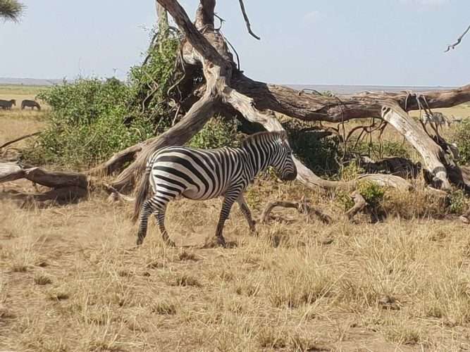 natural world kenya safaris