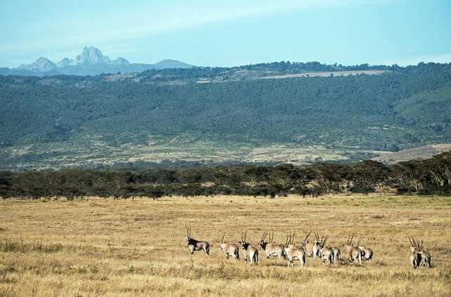 mt. kenya