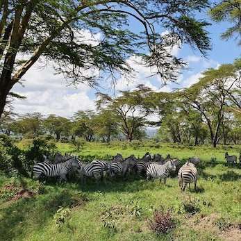 zebras kenya