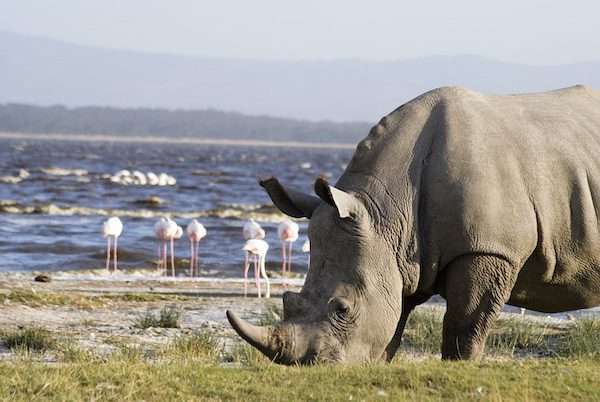 A rhino from the Big Five animals in Lake Nakuru