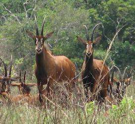 Shimba Hills National Reserve Africa Kenya Safaris 11