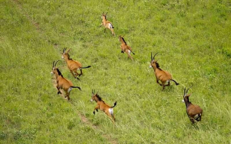 Shimba Hills National Reserve Africa Kenya Safaris 13