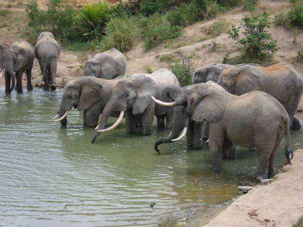 Shimba Hills National Reserve Africa Kenya Safaris 2