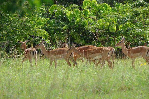 Shimba Hills National Reserve Africa Kenya Safaris 6