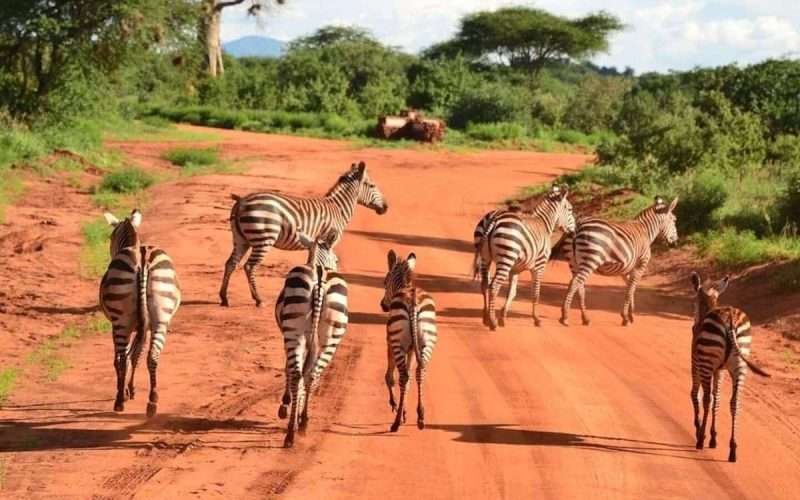 Tsavo East national Park Africa Kenya Safaris 5a scaled