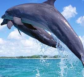 Wasini Island Africa Kenya Safaris 1