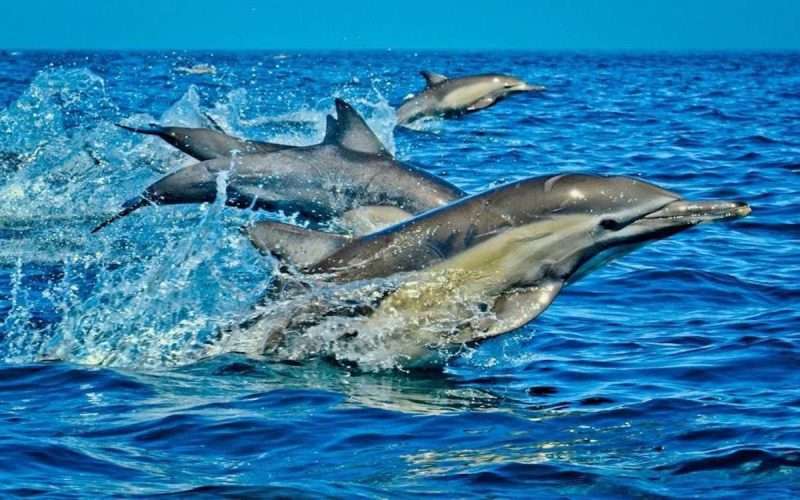 Wasini Island Dolphins 1