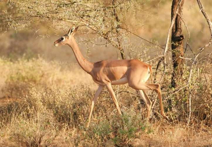 Gerenuk Samburu National Reserve Kenya