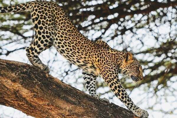 A leopard, one of the Big Five animals