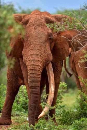 Red elephants Tsavo East National park Kenya