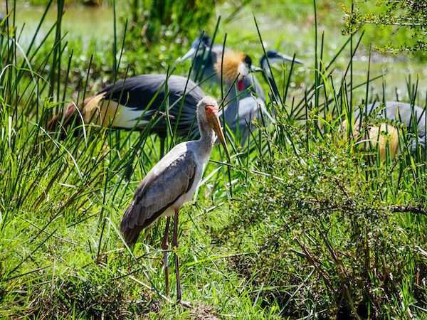 Capture the Colors 1