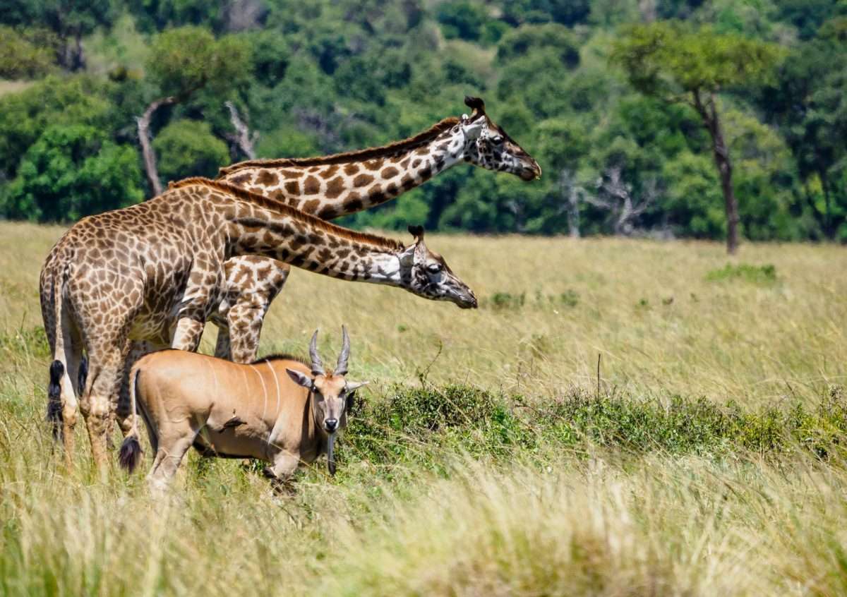 Kenya 19808 1 scaled