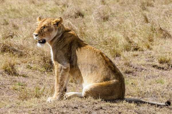 Kenya – Where the Safari Was Born