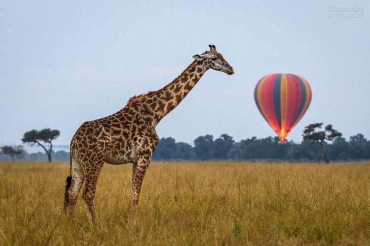 Masai Mara Hot Air Balloon Safari Africa Kenya Safaris photo credits Governors collection8