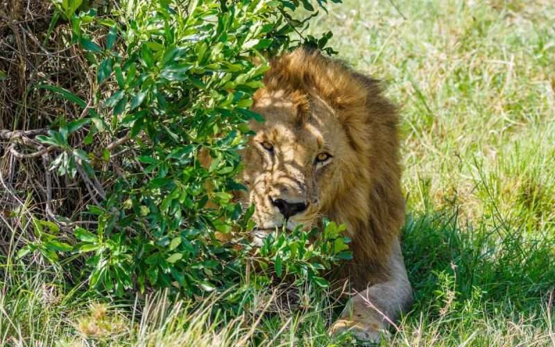 Unbelievable Nairobi National Park