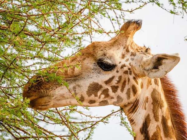 What is The African Safari 1